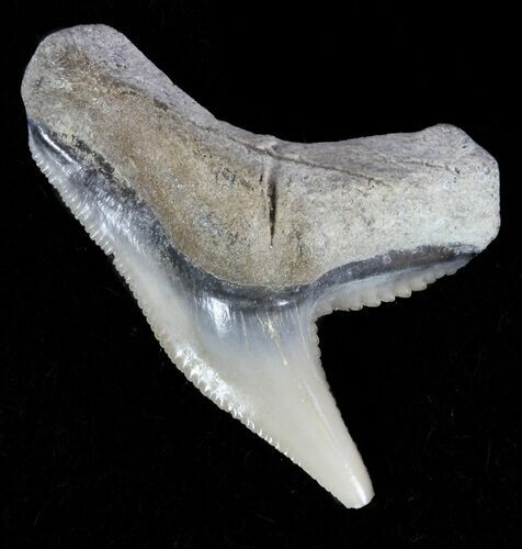 Fossil Tiger Shark Tooth - Lee Creek (Aurora), NC #52039